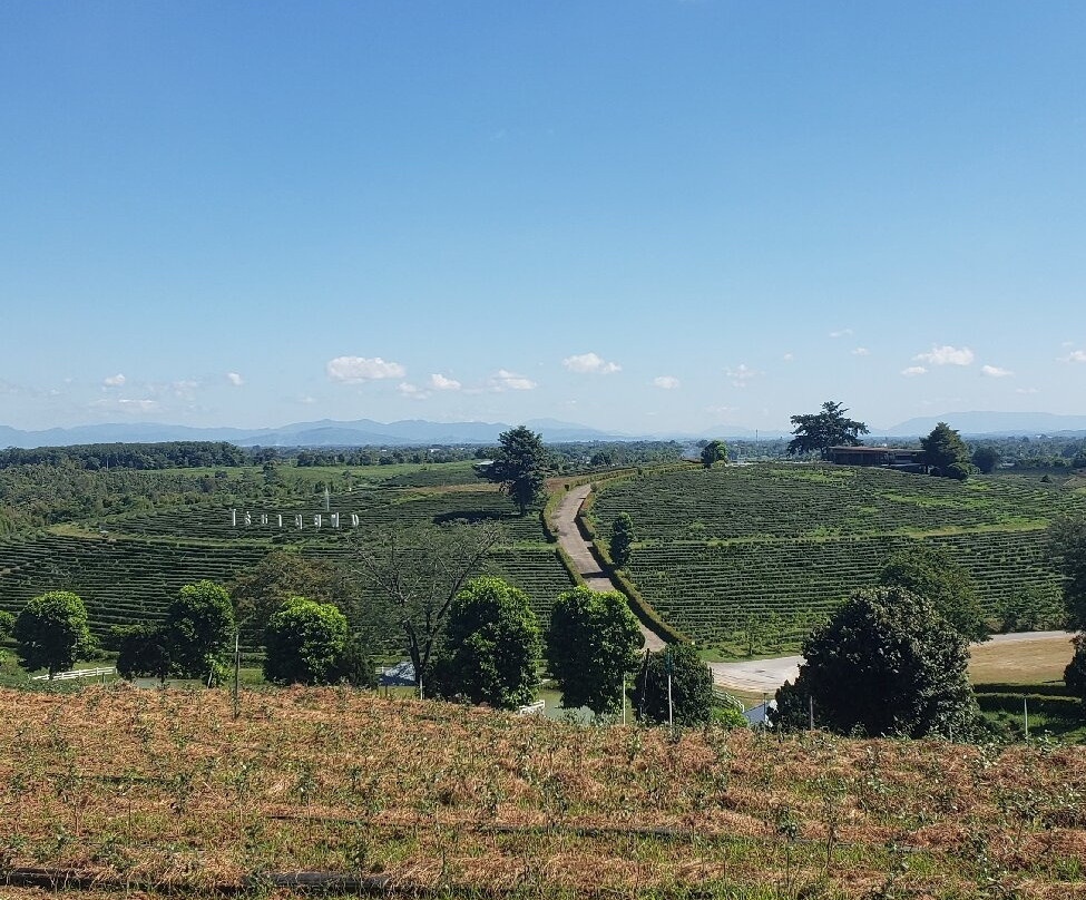 Choui Fong Tea-Pa Sang必去景点
