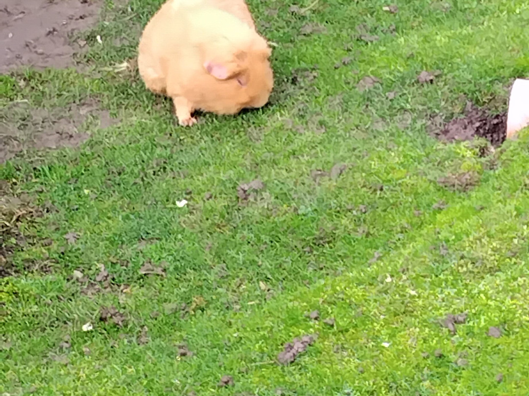 Filey Bird Garden & Animal Park-Filey必去景点