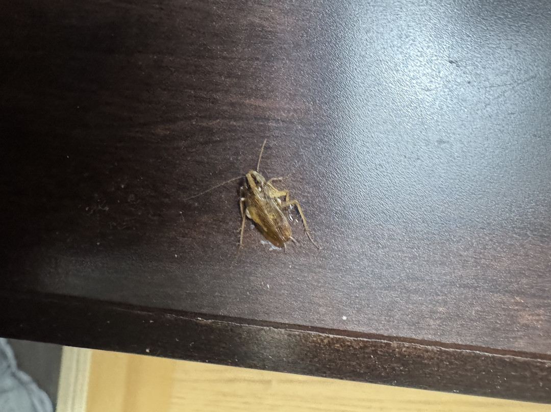 Baymont by Wyndham Tuscola主图