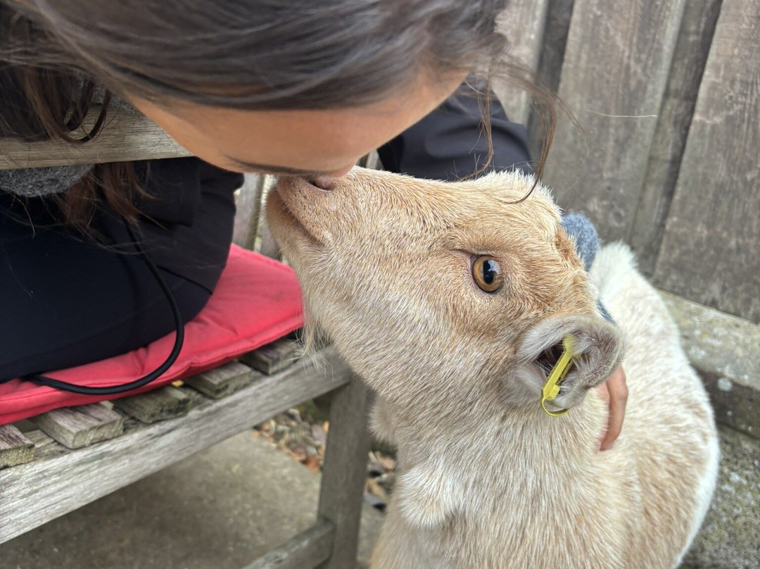 Little Goats At Brockenhurst-Brockenhurst必去景点