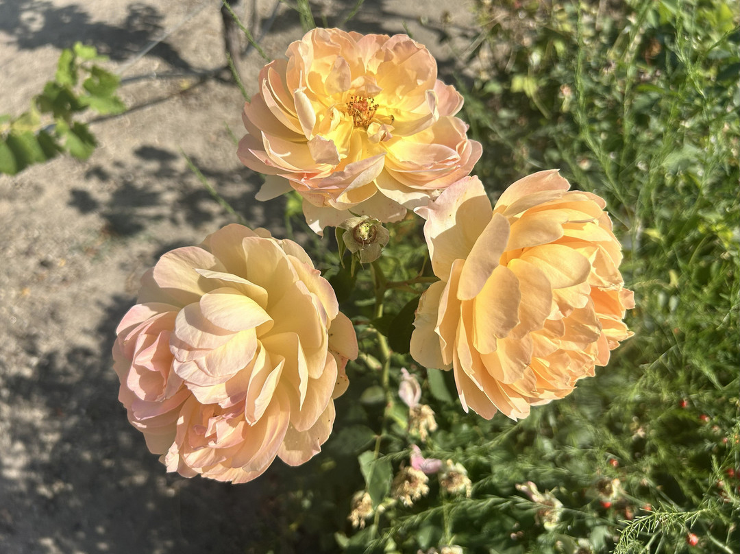 Santar Vila Jardim-Santar必去景点