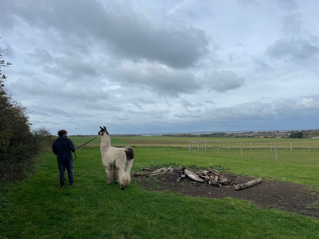 West Wight Alpacas-Wellow必去景点