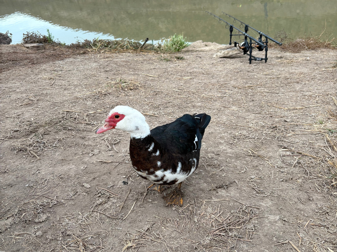 Carp Gran Canaria-San Bartolome de Tirajana必去景点