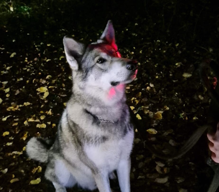 Watermill Wolves Wolf-dog Actors-Bexhill-on-Sea必去景点