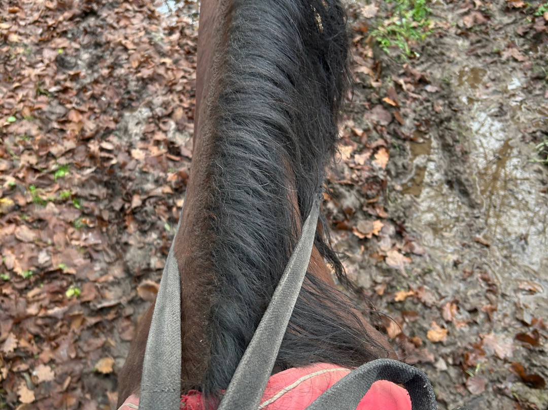 Horse Farm Dutkovo-兹韦尼哥罗德必去景点