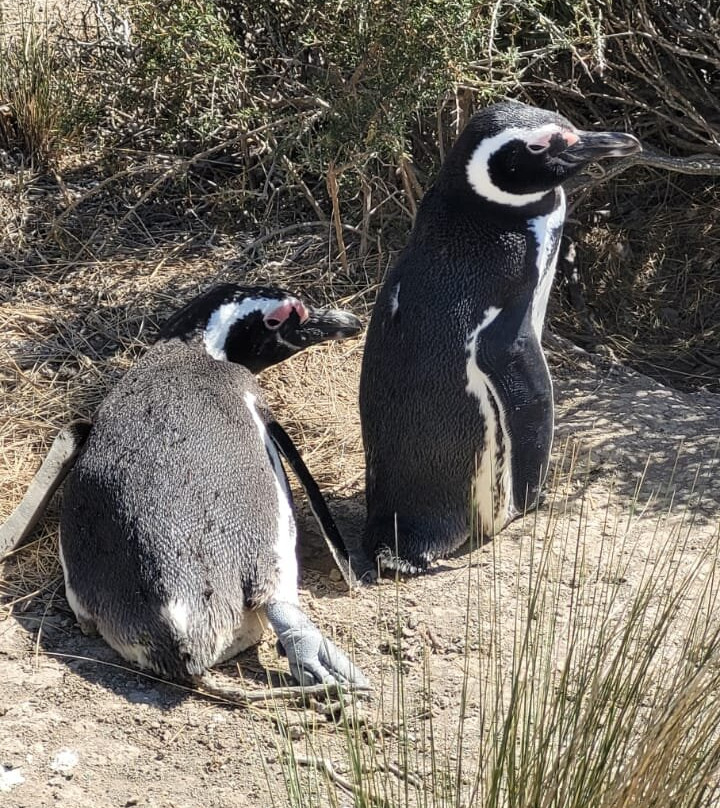 El Pedral-Punta Ninfas必去景点