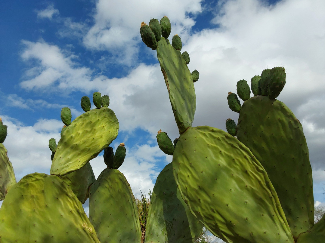 Kuminda Farm-Francistown必去景点
