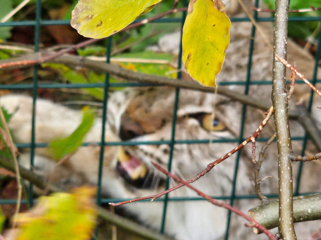 Mablethorpe Seal Sanctuary and Wildlife Centre-Mablethorpe必去景点