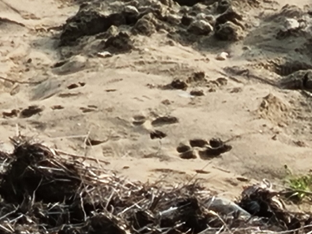 Corbett Safari-Jim Corbett National Park必去景点