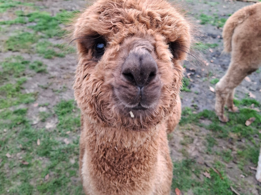 Elshof Alpaca's (malden)-Malden必去景点