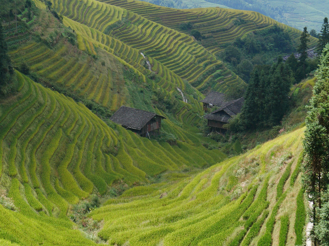 Longji Rice Terraces-桂林市必去景点