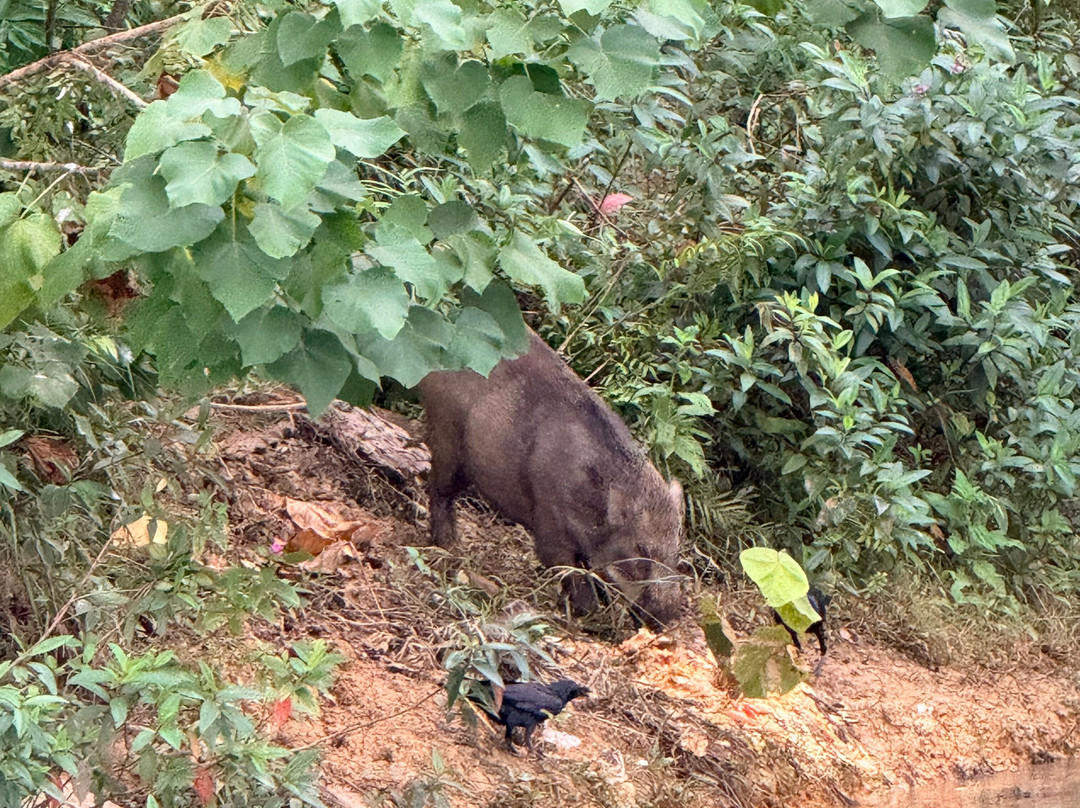 Khao Sok Travel-万打坤必去景点
