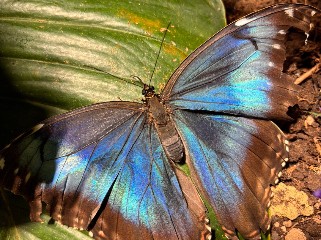 Dingle Oceanworld Aquarium-丁格尔必去景点