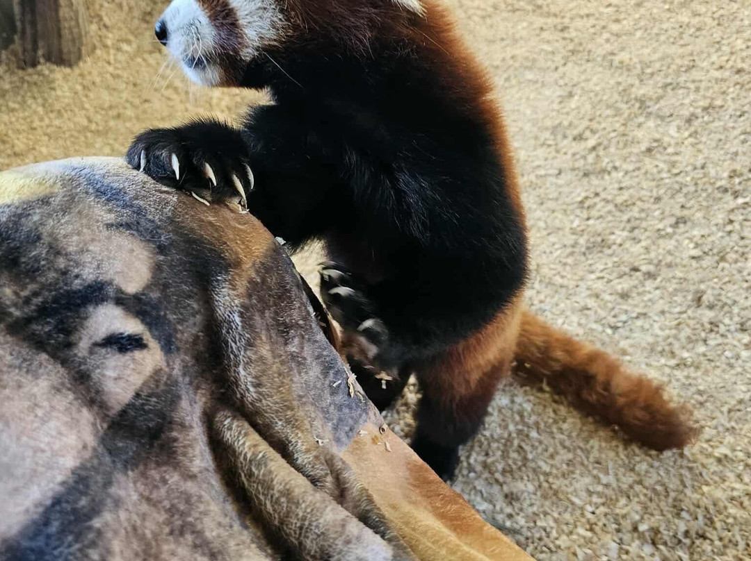 Timbavati Wildlife Park-威斯康星峡谷必去景点