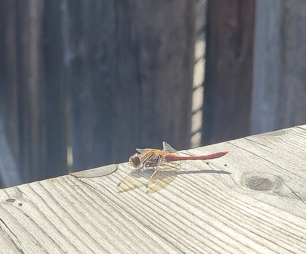 Vogelparadies Weidmoos-Lamprechtshausen必去景点