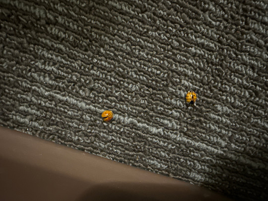 Akwesasne Mohawk Casino Resort主图