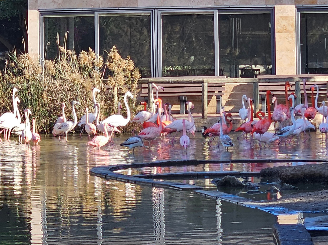 Birdpark Malta-Salina必去景点