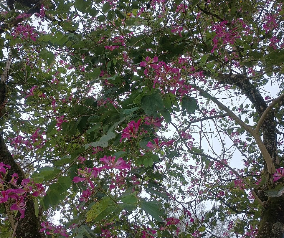 温德姆毛娜洛亚村酒店主图