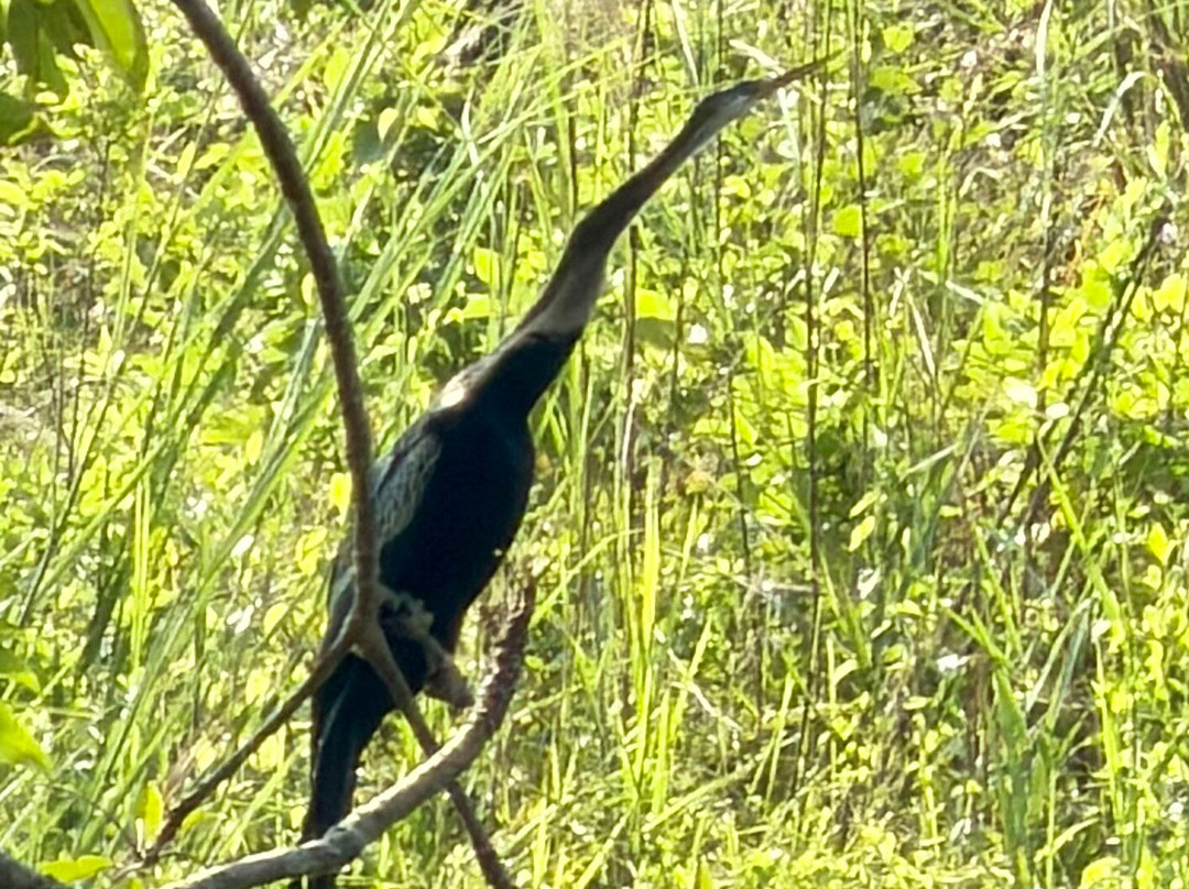 Chitwan Jungle Safari-奇旺国家公国必去景点