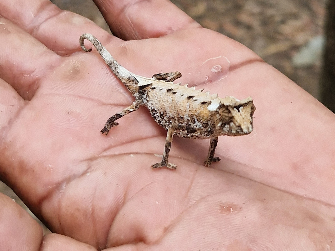 Madagascar Stunning Tour-Hell-Ville必去景点