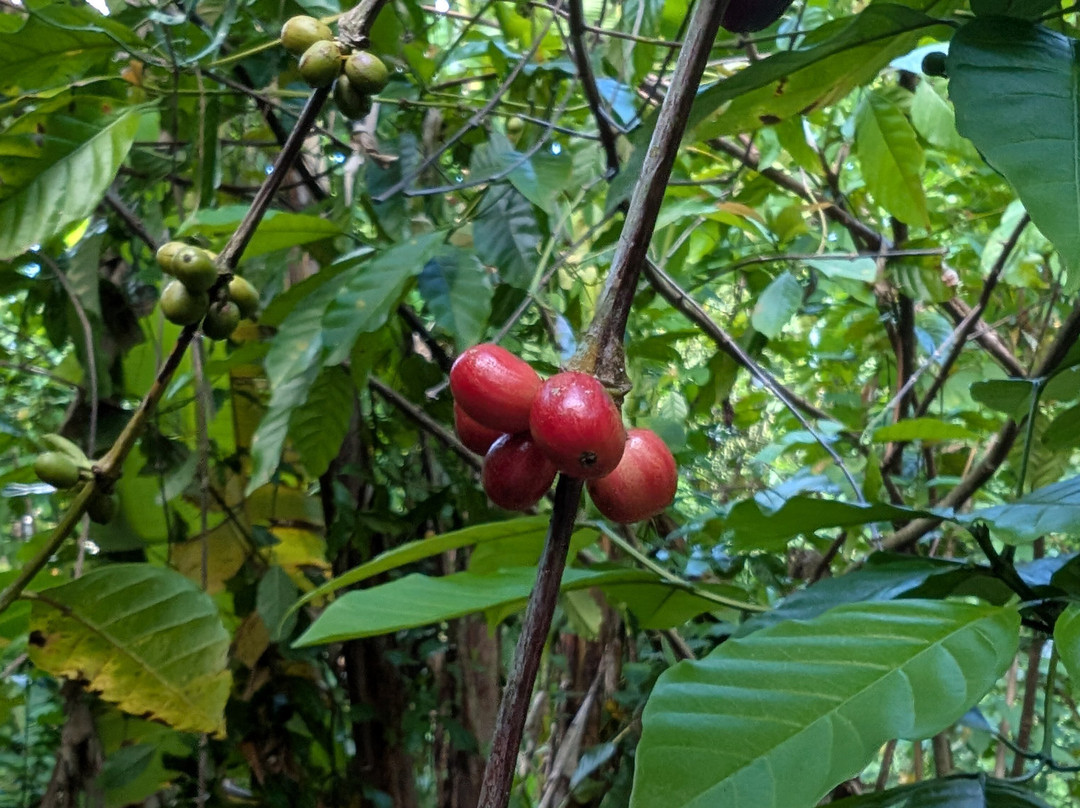 Kaz À Vanille-La Trinite必去景点