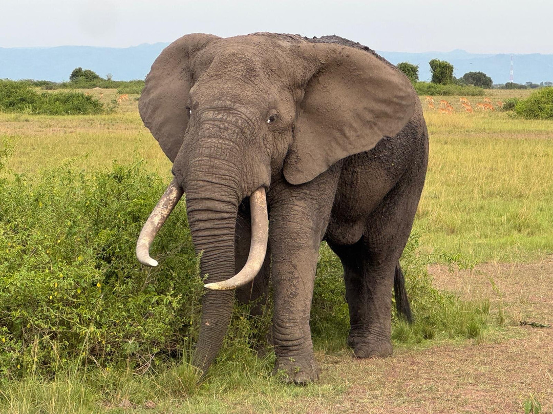 Gorilla Riddles-坎帕拉必去景点