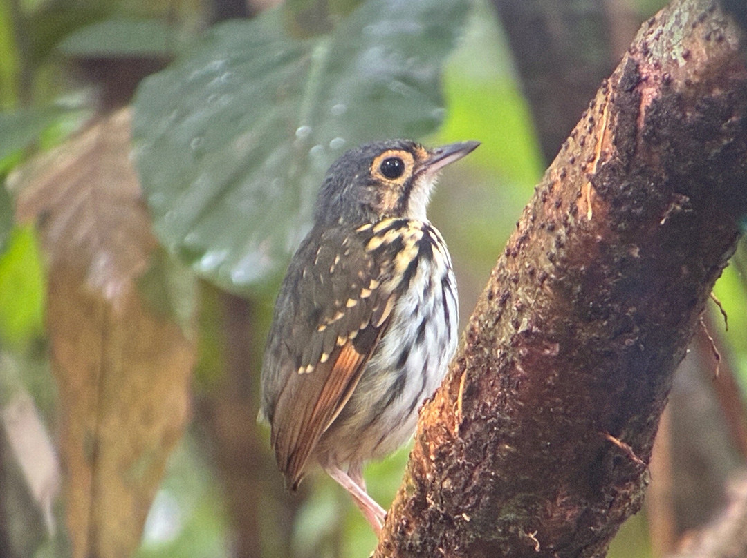 Costa Rica Focus-圣何塞必去景点