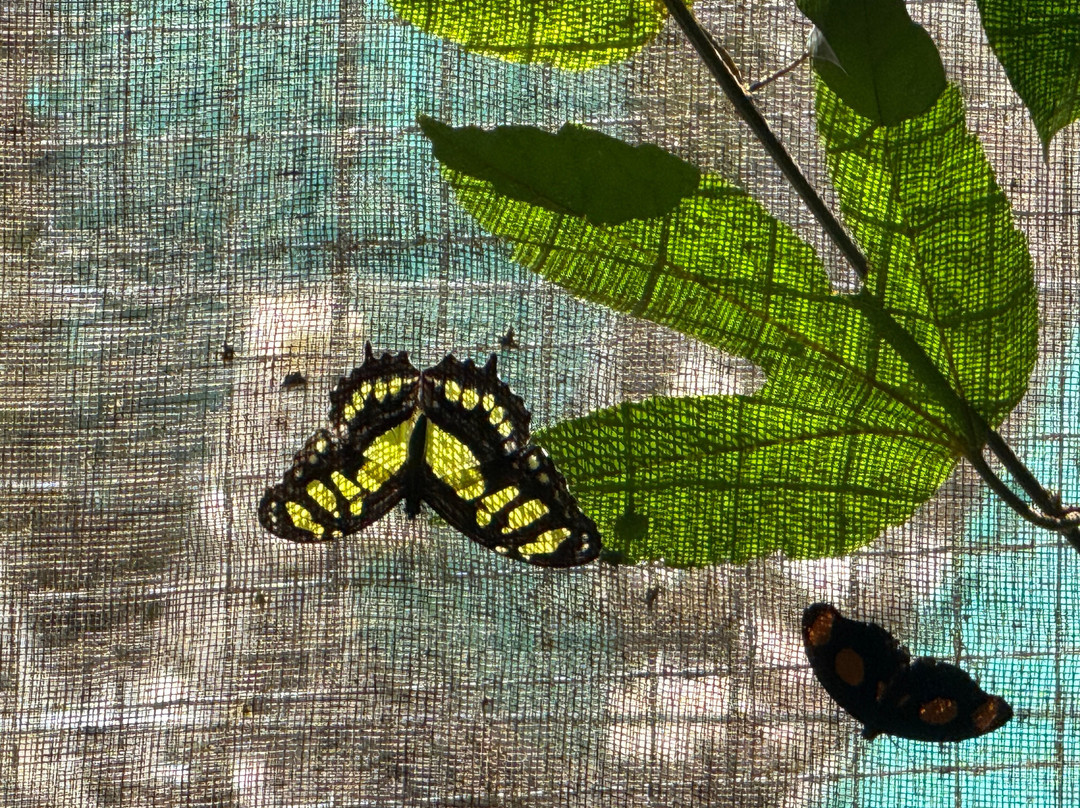 Monteverde Butterfly Gardens-蒙特沃德必去景点
