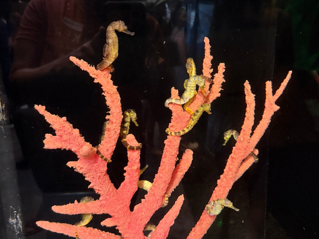 海洋骑士海马牧场-凯鲁瓦-柯纳必去景点