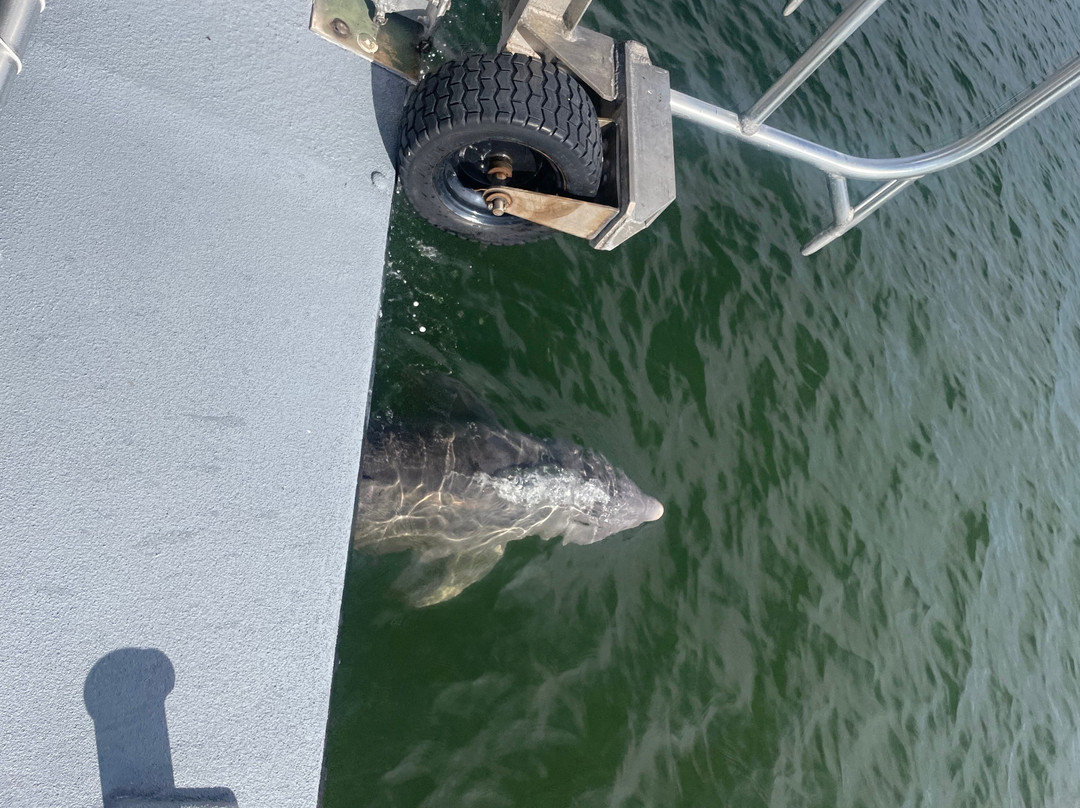 Spongeorama Sponge Factory-塔彭斯普林斯必去景点