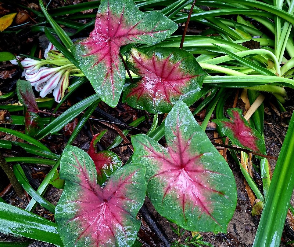 Shanay Timpishka-Pucallpa必去景点