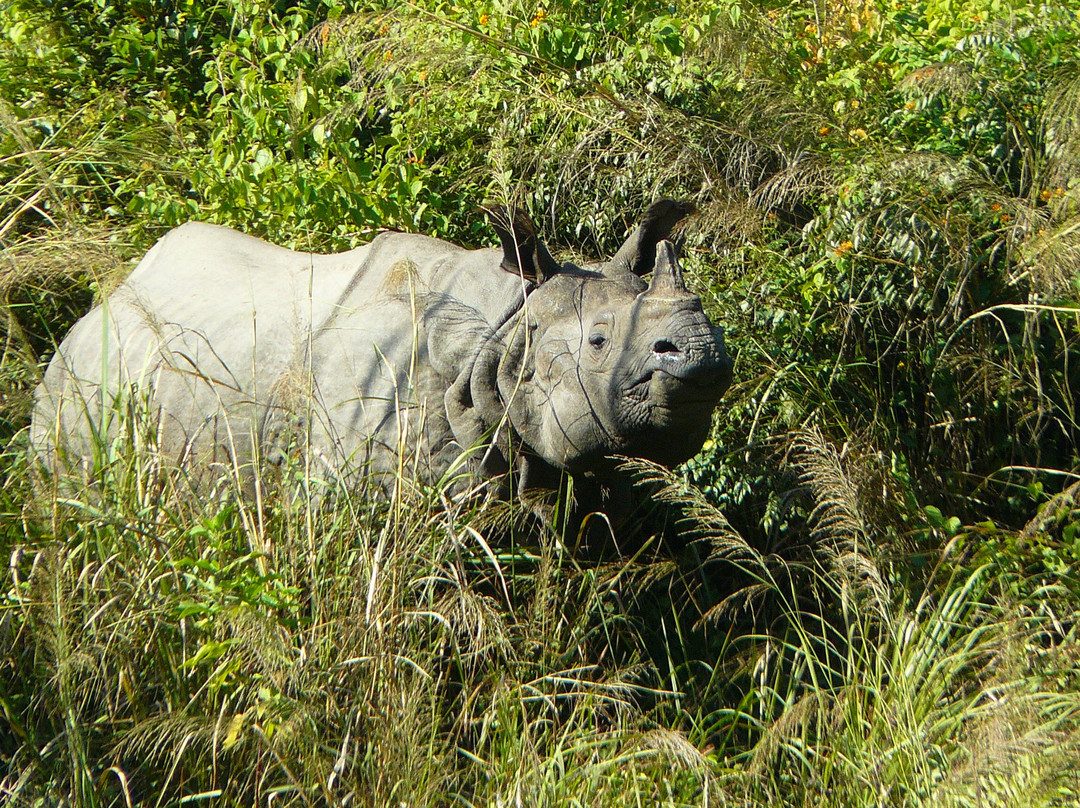 Bardia Homestay主图