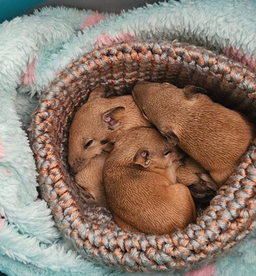 WA Wildlife-珀斯必去景点