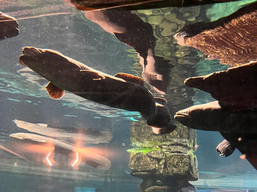 国家奇兽中心-霍基蒂卡必去景点