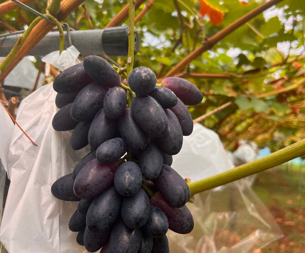 Awara Onsen Fruits Park Okayu-芦原市必去景点