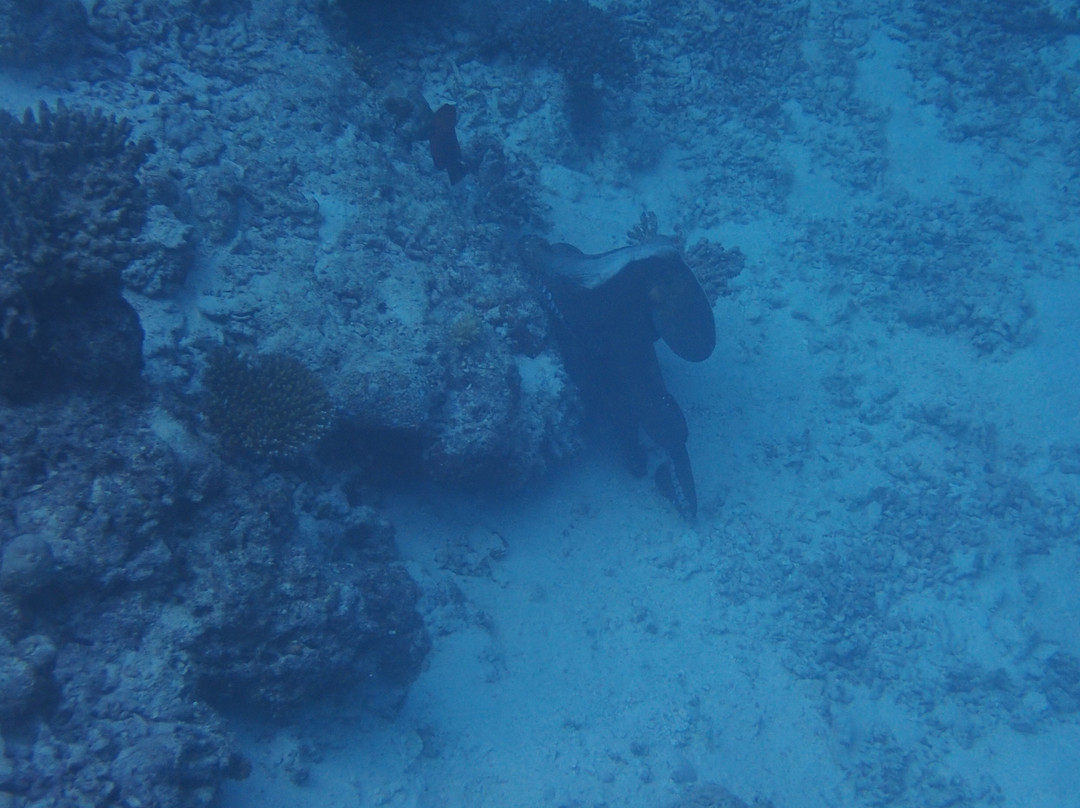 Island Divers-迪古拉赫岛必去景点