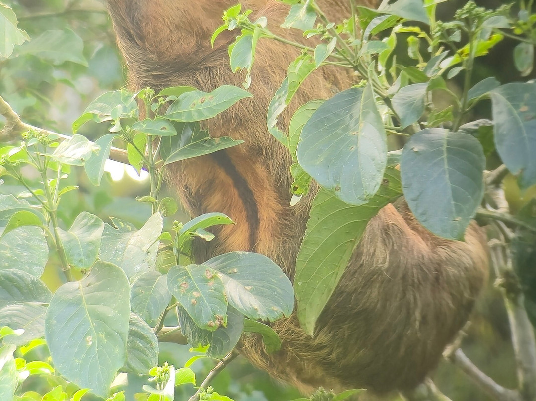 Sloth and Monkey Forest Tour-El Tanque必去景点