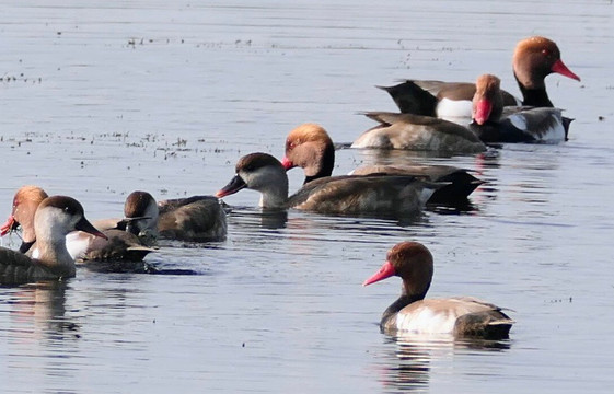 Arvind Singh-巴拉特浦必去景点