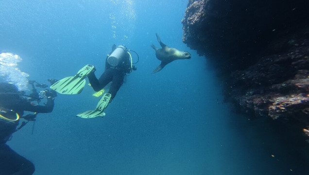 Scuba Iguana-阿约拉港必去景点