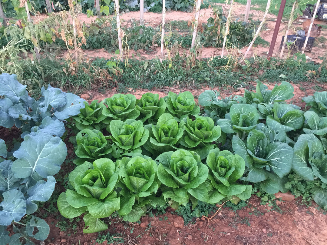 Hands On Cretan Cooking