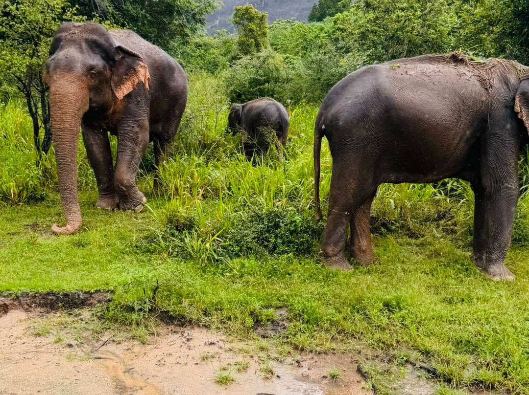Kumar and Sons Tours Sri Lanka-尼甘布必去景点