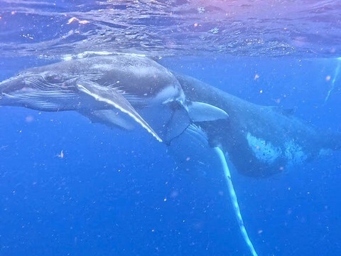 Tahi Tonga-努库阿洛法必去景点