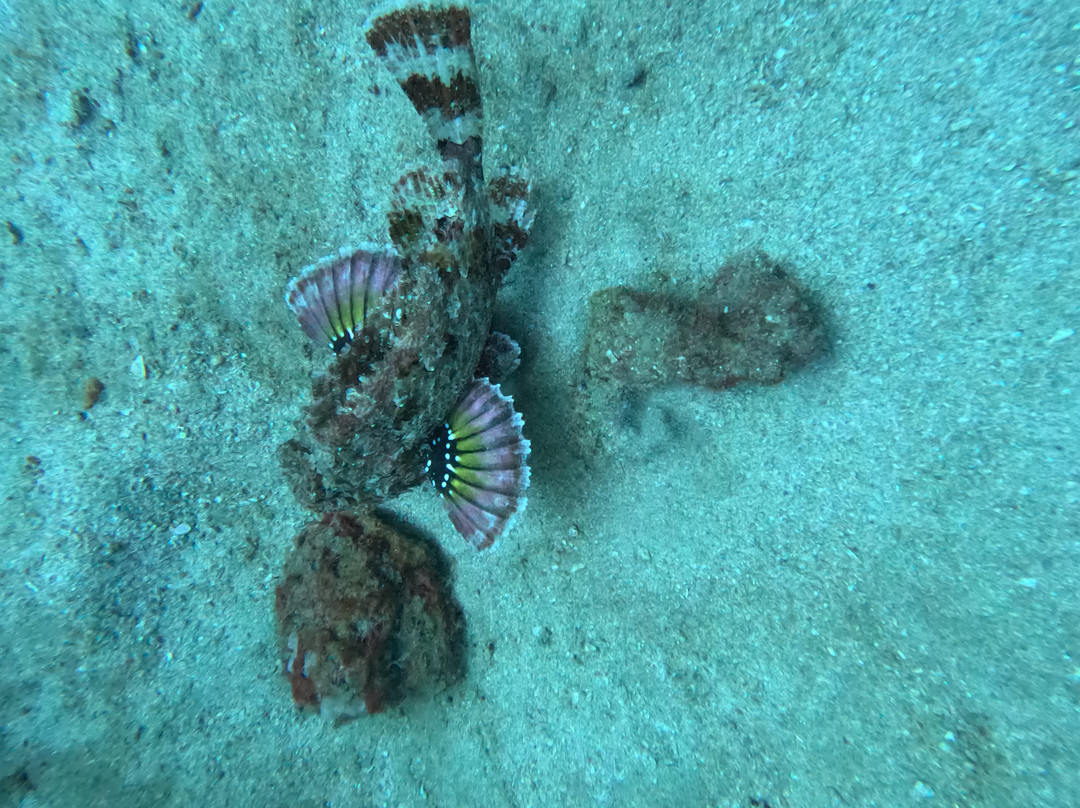 Centro de Buceo Atlantida-圣玛尔塔必去景点