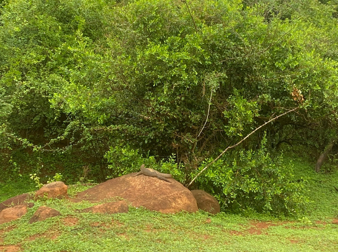 Sadeetours-Hikkaduwa-加勒必去景点