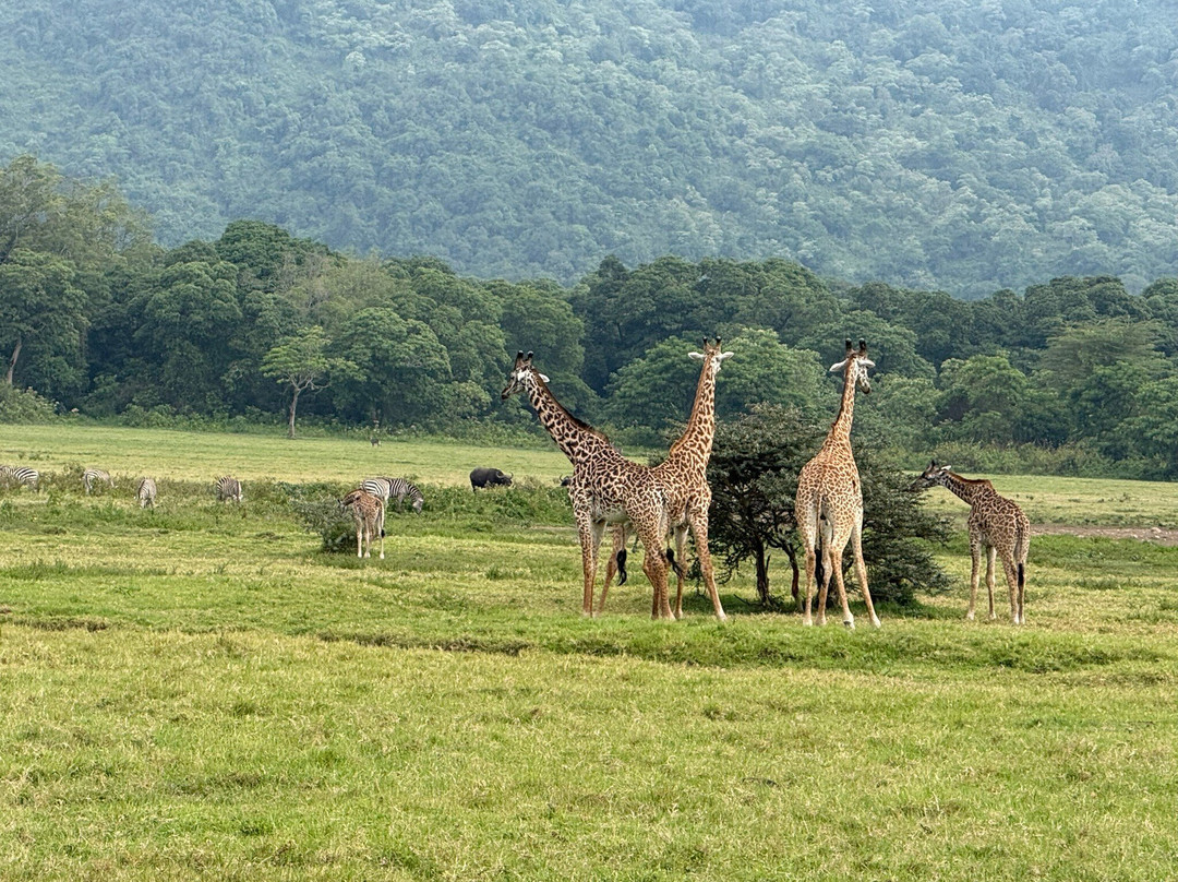 Utopia safaris-阿鲁沙必去景点