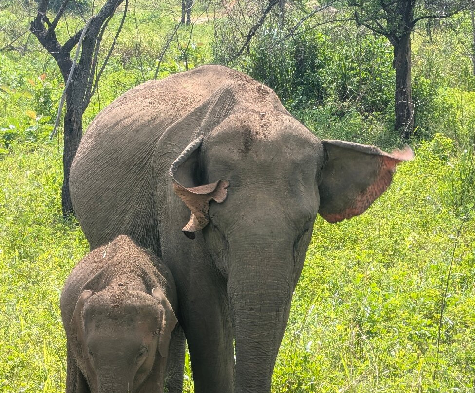 Minneriya jeep safari With Sujee-锡吉里亚必去景点