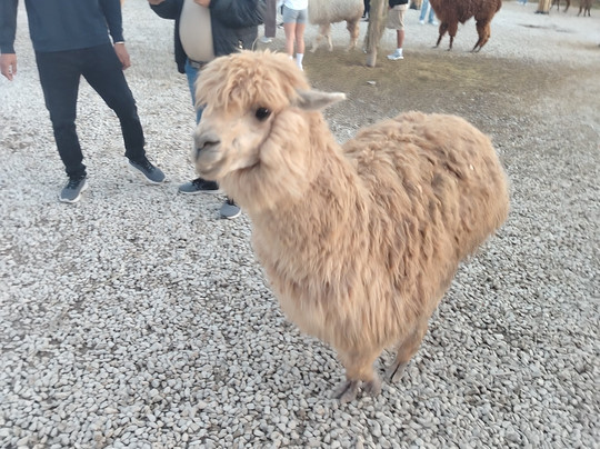 NÓMADAS DMC-卡塔赫纳必去景点