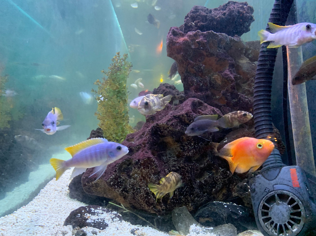 Enzo Restaurant主图