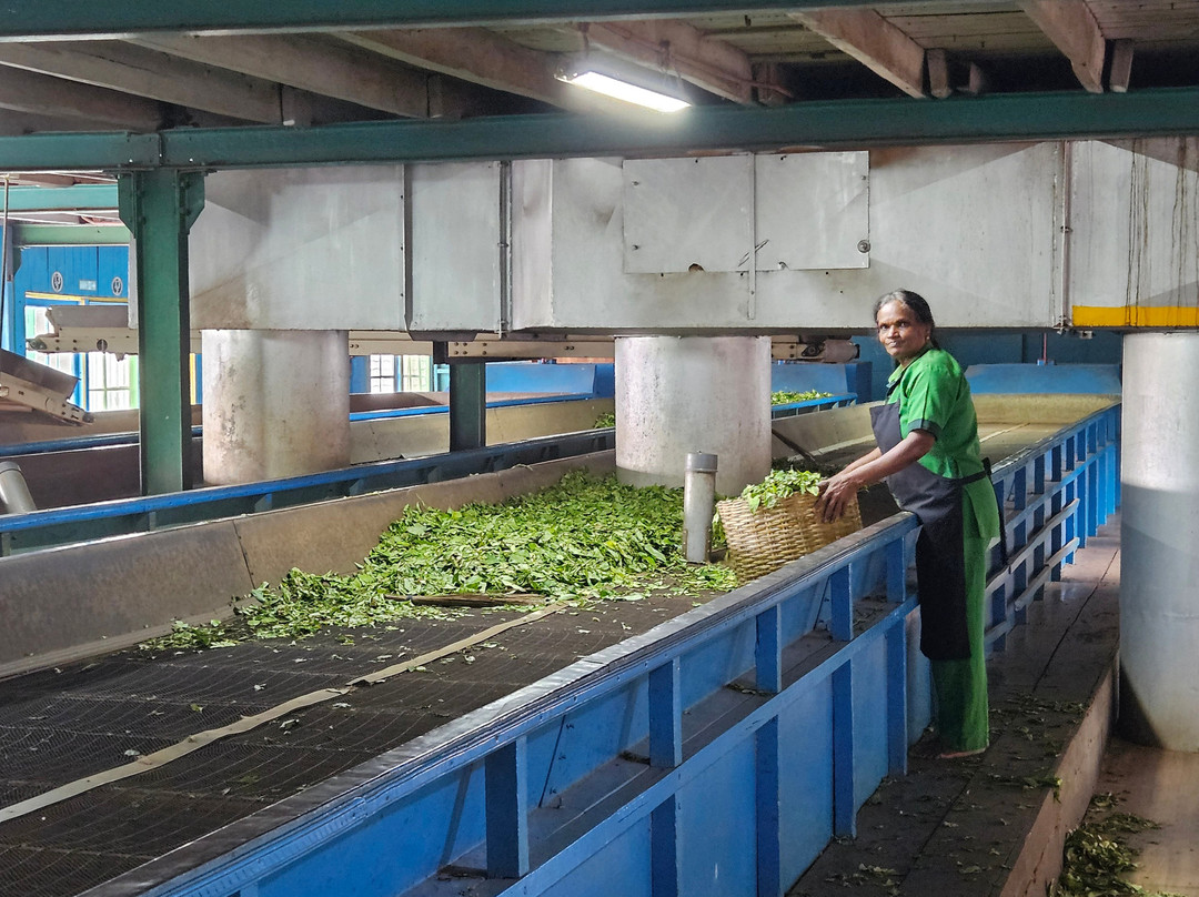 Harrysuni Tours-尼甘布必去景点