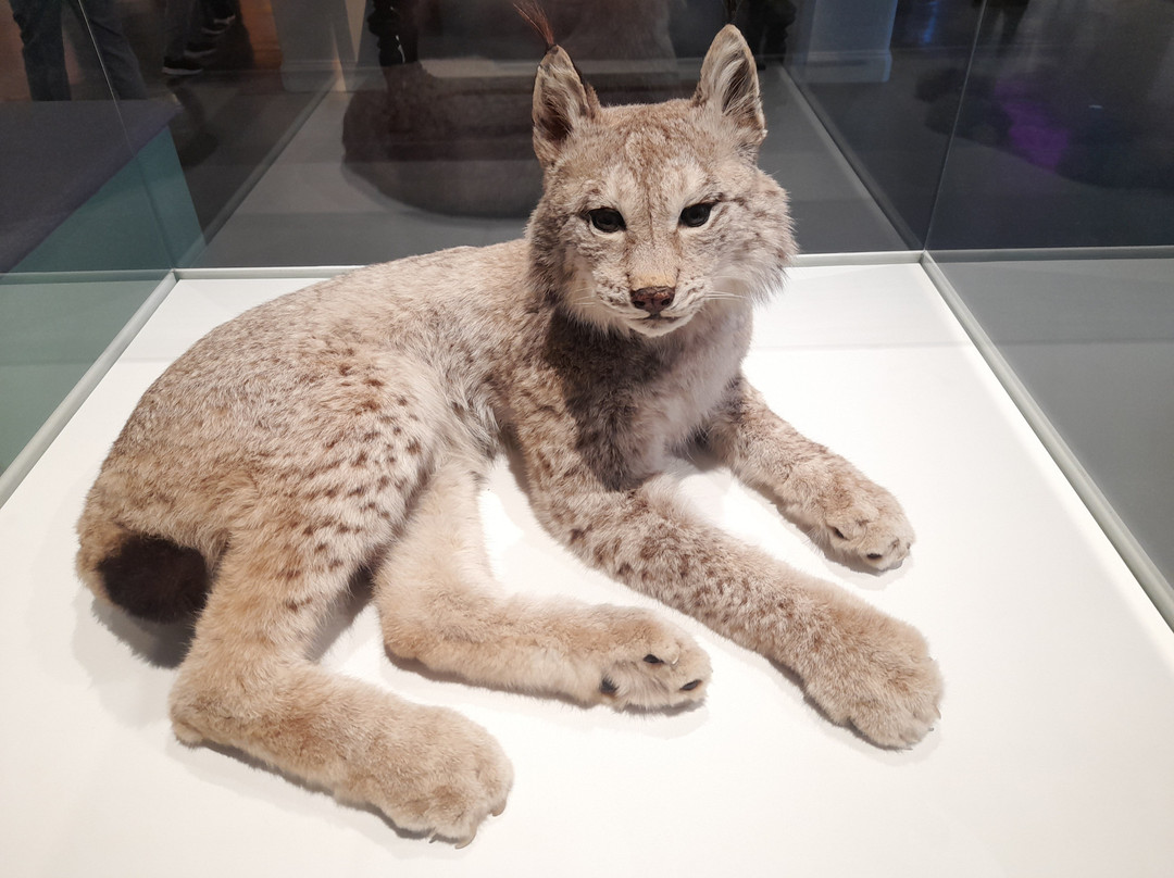 自然历史博物馆-斯德哥尔摩必去景点